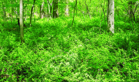 thicket of barberry covering a forest floor.